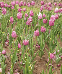 Ҧ�ҵ����������еĿ�ʼл�ˣ�Ҫ���յĸϽ��ˣ�