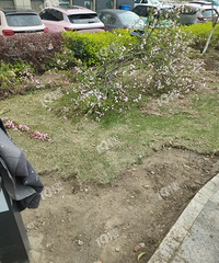 ���ү�������ү������ժ����ҡ�� ��үֱ�Ӽ�֦��