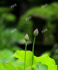 ��¥�ѷ�������������������˵�������ͬ�Ƕ���Ͷ̥��