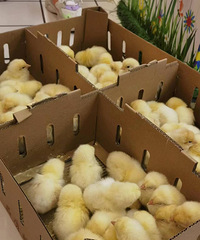 ��������1�м�����1ֻС�� һ�м���21.9�ֳ�һƬߴߴ����