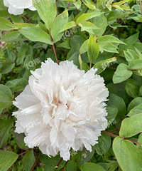 �Ϻ���ĵ�����ڿ�������ˮƽ�� û�ĳ�ʮ��֮һ������