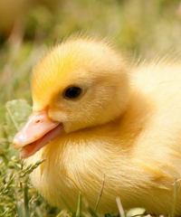 ���ӷ�Ҫ��СѼ�� ��ֻ������һ����ʮ Ȼ���Һ��Ϲ������ˡ�