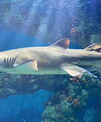 �׶�԰��֯���Σ�С�ຣ�� �а�Ұ������԰ ����ʿ�ᣡ