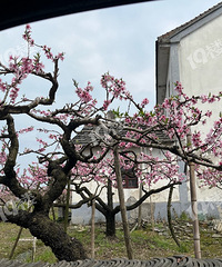 ��Ѫ��������ȥ��һ�˷��ţ���Ϊ����һƬ��ɫ���һ���