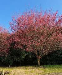 ¶ӪҰ�ͷŷ���...��ĩ�����빫԰���� ����ͣ�����鷳��