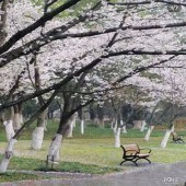 ������ӣ���ֳ���