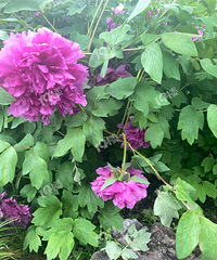 ���ִݻ�������԰ĵ��������ô���� �ɾ������ּ��ġ�