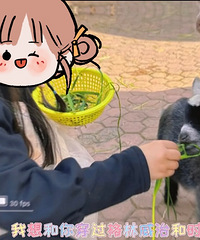 ���Ϻ�Ұ������԰����15ԪιС�� ����͵�Ұ�������ϻ�����