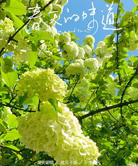 û���ϷĹ�·���ŵϹ�����ӣ�� �Ǿ�ȥ��ҵ�ľ���򻨺��ɣ�