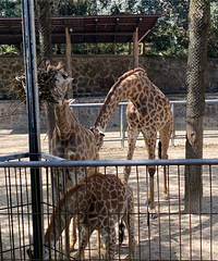 ���ݶ���԰��·����̨�� �����Ƴ��ܲ����� ������ɽ�ĸо�