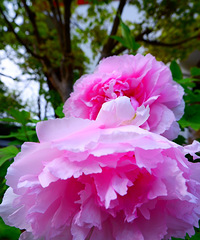 ��԰�������㡢ӣ����ĵ����������԰��Ҳ�Ǽ���������һ�޶��ģ�