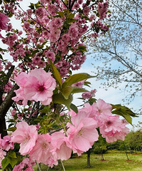 ӣ�����һ�...�Ϻ��Ĺ˴幫԰ÿ��3�µ�4�¶����ͻ���