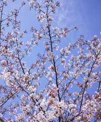 ӣ�����һ�...�Ϻ��Ĺ˴幫԰ÿ��3�µ�4�¶����ͻ���