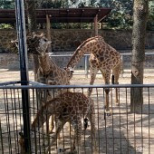 ���ݶ���԰����ɽһ��