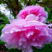 ���˶�һ�޶���԰��