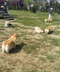 �������ֲ������ũ�������Խ����������Ӵ�������С��������ʩ