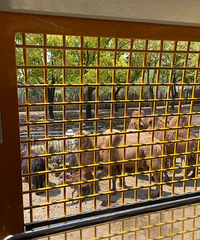 ���Ϻ�Ұ������԰������С���飡����Ҫ�Կ��ģ�