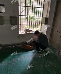 ���Σ�С��ÿ��Ͷι����è �ܱߵ�ס���ͱ���ȴԹ���ص���