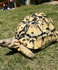 Ұ��ż�����ڹ� ��˵�Ǻ�С����һ�𳤴�� ���䶼һ��