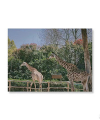 �Ϻ�Ұ������԰ȥ���˺ö࣡ʨ�ӡ�����...��ϧͶι���Ŷ�̫��