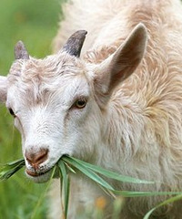 ����ſ��Ƕ�ʱ���̥��������أ������������Ա��...