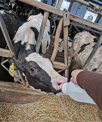 ����ȥ��ţ������ţ�� ��ʲݺ�ţ��ȥιСţ ����ζ���е�����