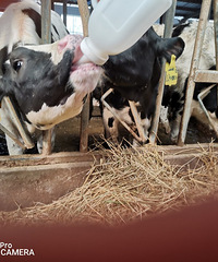 ����ȥ��ţ������ţ�� ��ʲݺ�ţ��ȥιСţ ����ζ���е�����