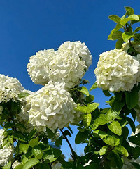 ���ſڵ�С��԰ �л�������С���� ��������ȥץС��СϺ��