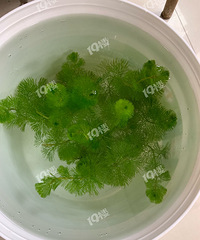 ������ˮ�� ���˽�������ˮ������Ҳ��