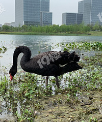 �����԰��������� �ǳ�����