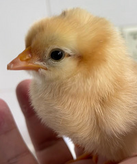 �����򼦵��͵�С�������ˣ��ɺ��ӵĿ��� �ǲ�ʺ��ĸ�׵ķ���