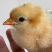 �������С��������