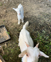 ��ĩ����ȥũ���� �տ�Ұ�׷�����һվȫ�㶨