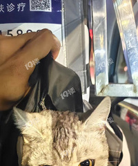 �������̵��м��һֻè ���������è������