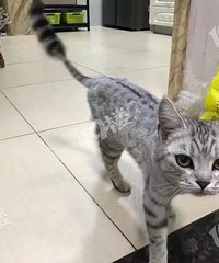 �������̵��м��һֻè ���������è������