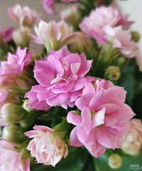 �������ҵ�ĸ�׽������ʱ�����ı����������Ҫ��