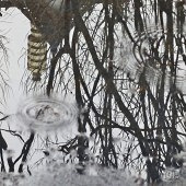 �����ķ羰