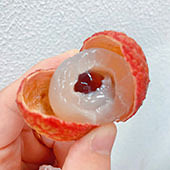 ��ȸߺ���С����֦