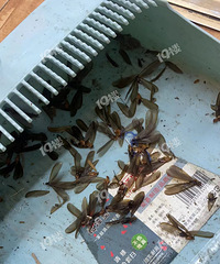 ������������������̾��ִ���ӣ���������ö��İ���