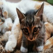 һ���µ�С��è