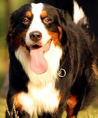 ������ע�⣡����Ȯ��������3��Ʒ�֣�6��10����ִ�У�