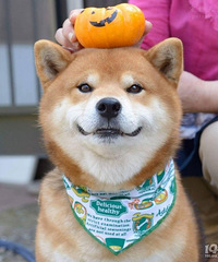 ���Ǽ�����ʲôƷ�ֵ�С����������һֻ �����˼�������