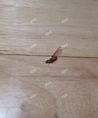 �����ŷ���������ӳ� ���������������źö����ֳ��ӡ�