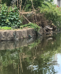 �������ºӵ��ﶼ��ץ��ĵ��������û���ܹܹ���