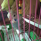 ��ϲ��С�����ô��