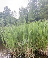 �������ַ��԰��ĳ�����öร���ݣ����˿ֲ���