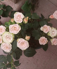 6���������ºȲ�����ѵļ�����Լ��