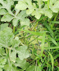 �Ҽ����������Ұ�ժ�˸�8��� ���Ҵ���ȥ��ͬ�³�