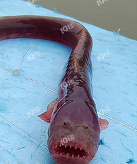 ���˺��﷢���������� ��һ�ο�����ô����Ķ���������