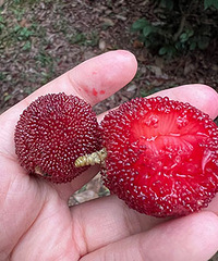 ��ɽ�����������Ķ�����÷�� �ִ������ֺó�